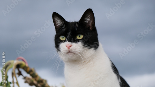 Gato blanco y negro de ojos verdes mirando fijamente y de forma atenta en un cielo de tormenta gris. Reflexionando un día de tormenta