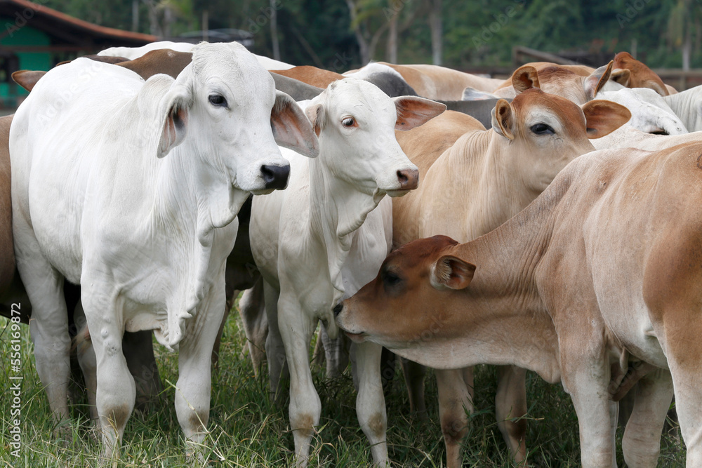 Cattle in the pasture on countryside of Brazil Cattle in the pasture on countryside of Brazil
