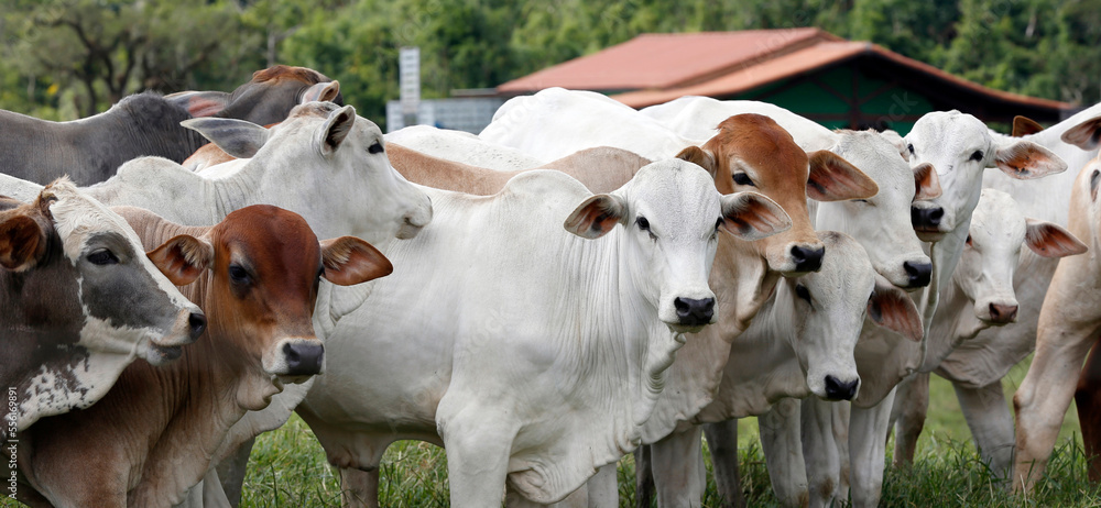 Cattle in the pasture on countryside of Brazil Cattle in the pasture on countryside of Brazil