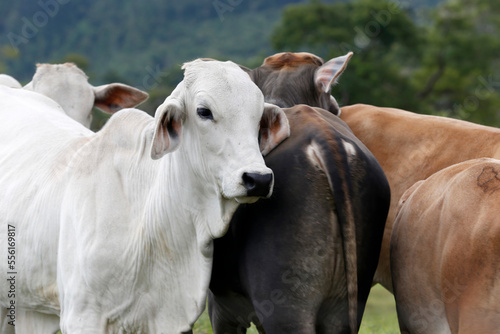 Cattle in the pasture on countryside of Brazil photo