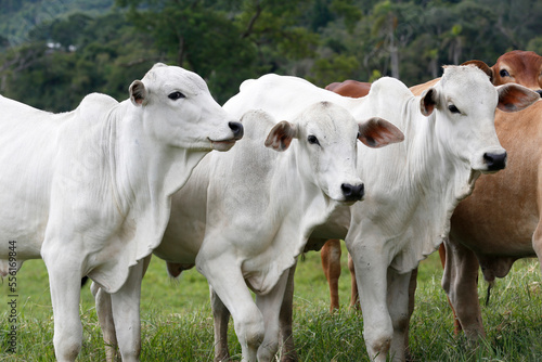 Cattle in the pasture on countryside of Brazil