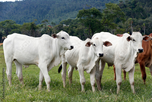 Fototapeta Naklejka Na Ścianę i Meble -  Cattle in the pasture on countryside of Brazil