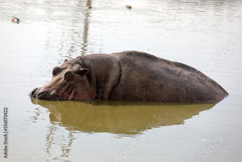 Hippopotamus sits in muddy water and looks at the camera close up. photo