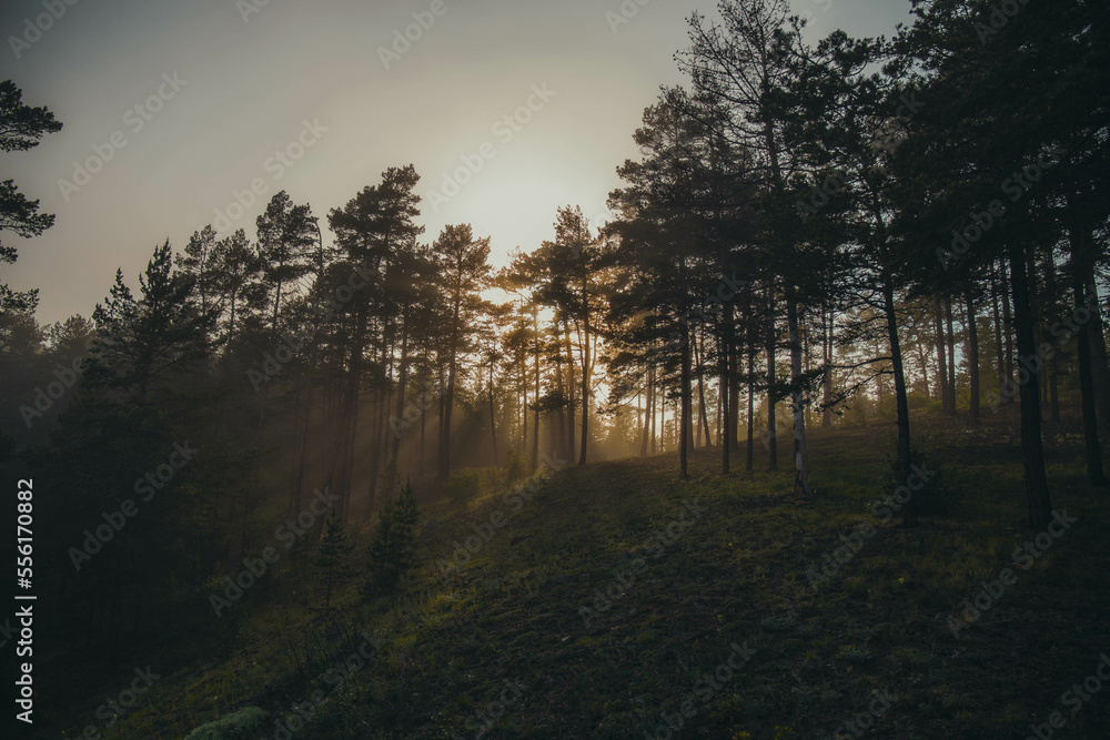 coniferous sparse forest on a slope in the rays of the evening sun