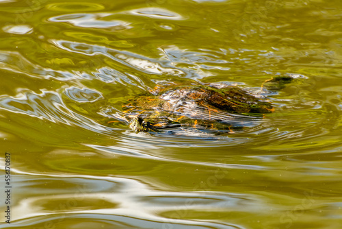 Close up Brazilian turtle swimming in the green lake