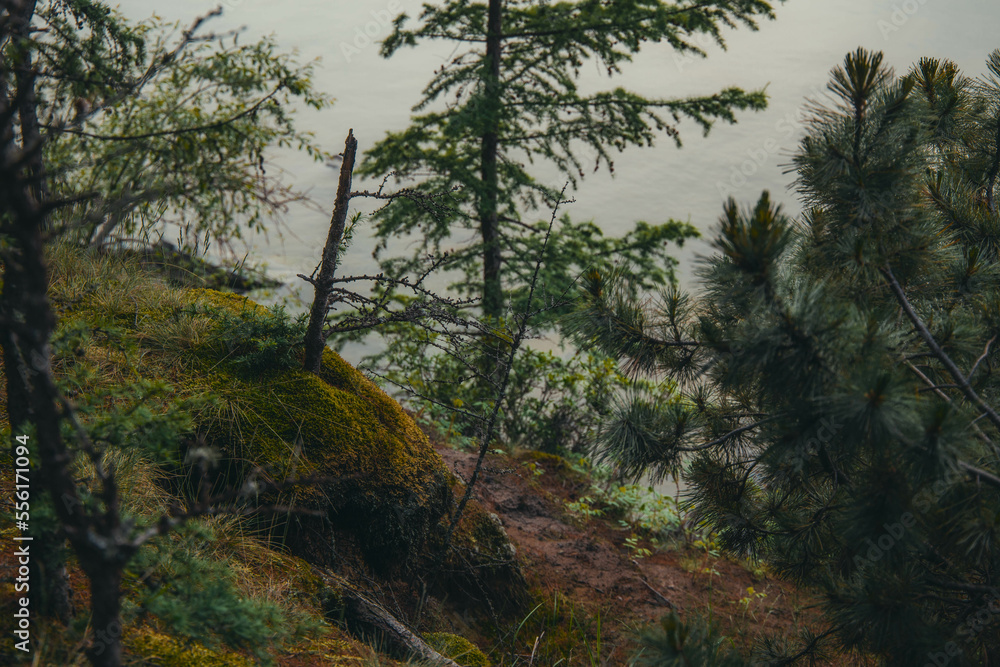 coniferous trees on the slope against the background of a gray lake