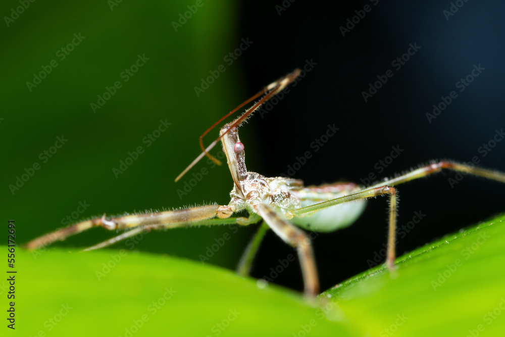 Assassin bug closeup (Rhynocoris iracundus), Satara, Maharashtra, India Assassin bug closeup (Rhynocoris iracundus), Satara, Maharashtra, India