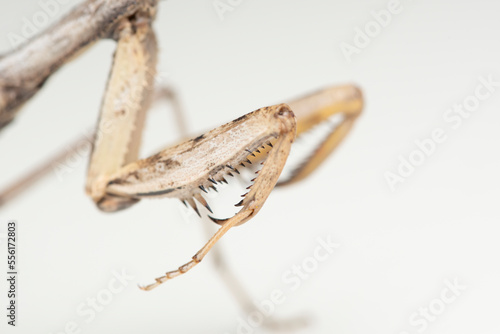 Ground and bark mantis raptorial claws