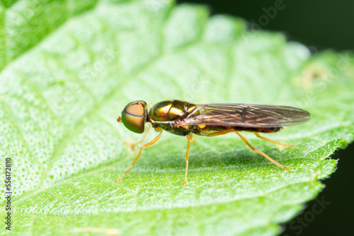 Metallic soldierfly on a leaf (Microchrysa polita) closeup photo