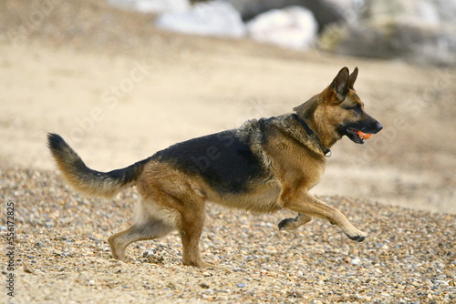 german shepherd dog on the beach © Hasan