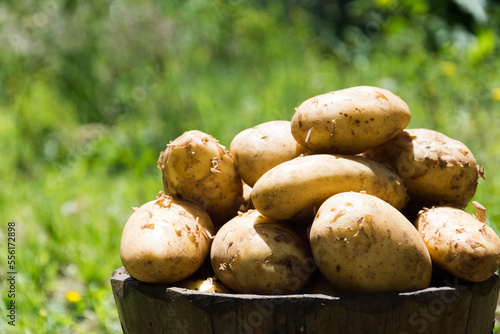 Slika na platnu Acercamiento de papas nuevas con el fondo verde
