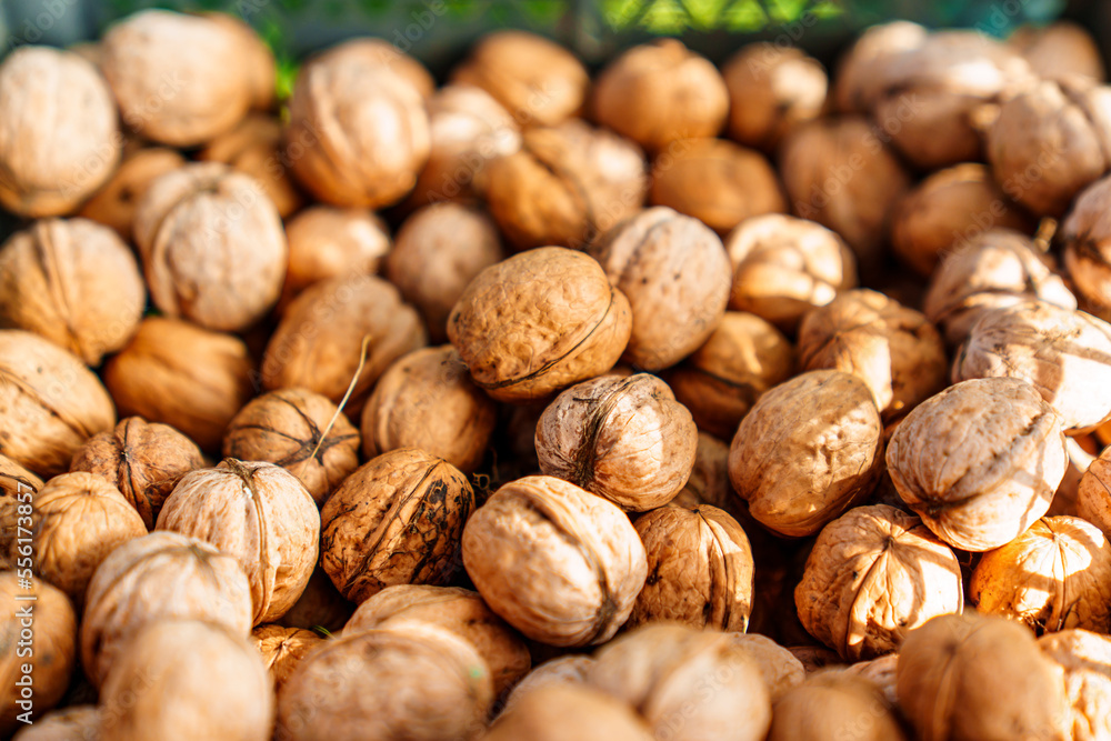 boxes of walnuts. harvesting nuts on the farm. boxes of walnuts. harvesting nuts on the farm.
