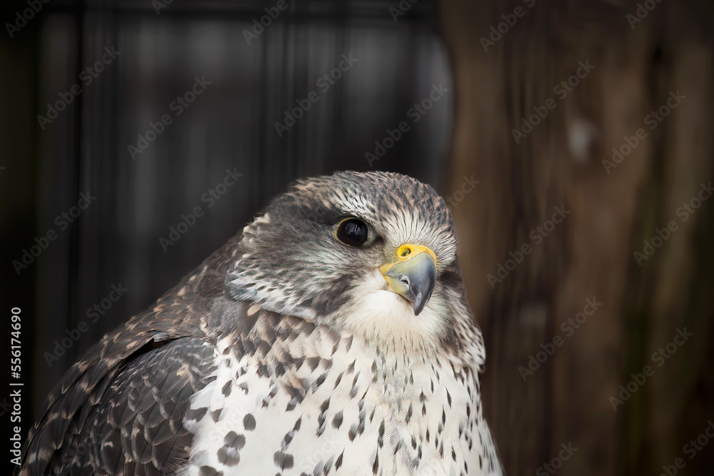 Fototapeta premium The gyrfalcon .Beautiful bird of prey,the largest of the falcon species,living in the northern polar regions 