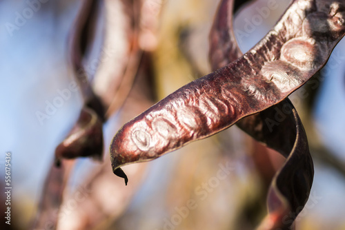 Carob pods on an evergreen tree Carob from the bean family, originally from the Mediterranean.