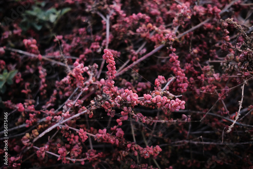 close up а red crassula vaillantii bush pattern photo