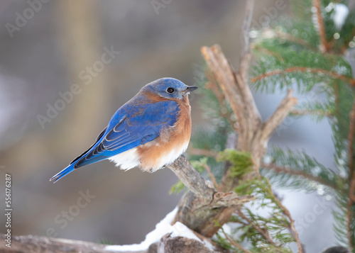 bluebird in snow © Hal Moran
