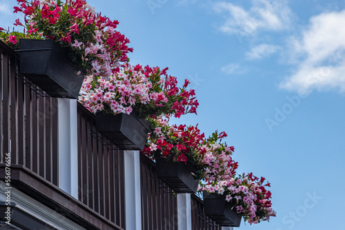 Colorful Flower Pots Hanging From The Balcony Terrace For Decoration 