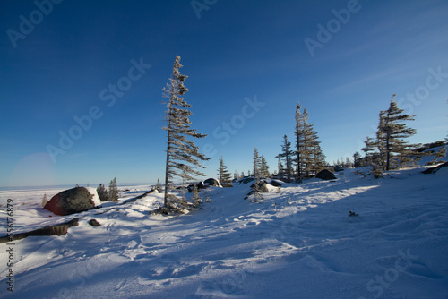 фотографія A few lonely white spruce trees, Picea glauca, standing in snow in the tundra wi