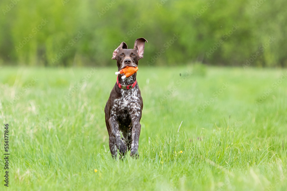 Dog breed smooth-haired German pointer runs to the green field with toy in mouth Dog breed smooth-haired German pointer runs to the green field with toy in mouth