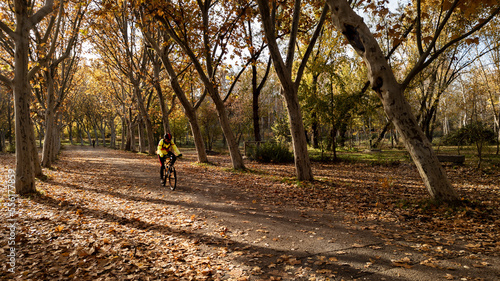 Fototapeta Naklejka Na Ścianę i Meble -  Cyclist pedals in autumn in a path with trees