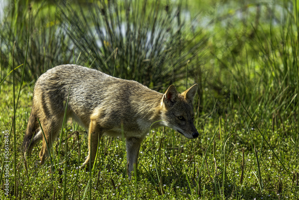 black backed jackal black backed jackal