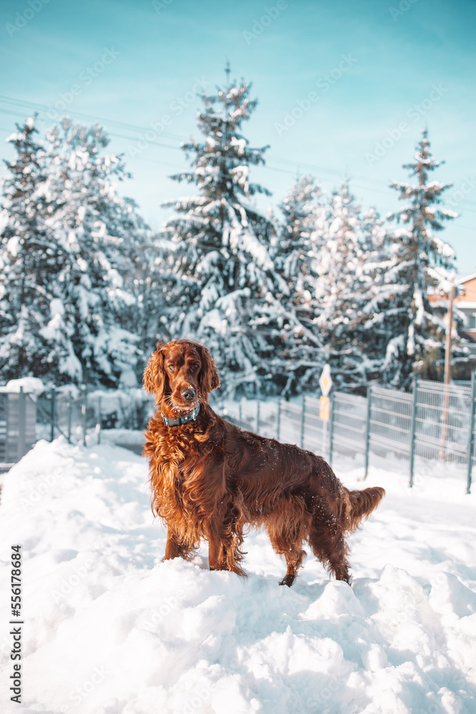 Active happy Irish Setter dog playing in the snow on the nature in winter park in freezy winter time. Friendship and love. High quality photo