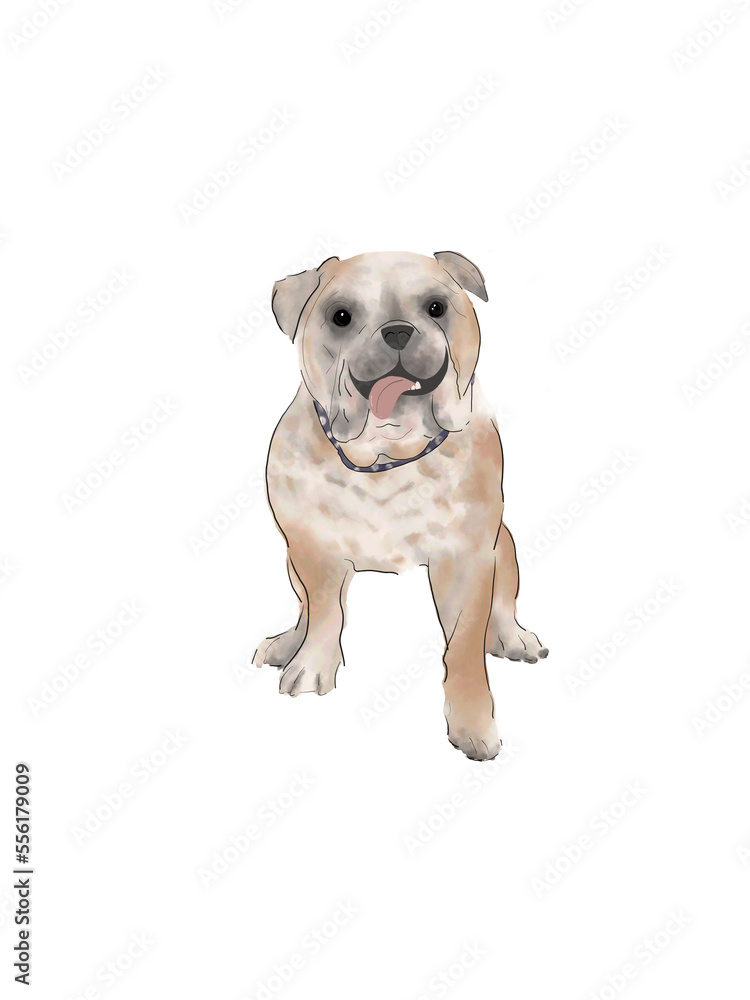 english bulldog puppy with transparent background