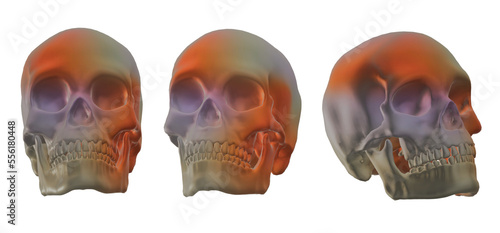 skull human