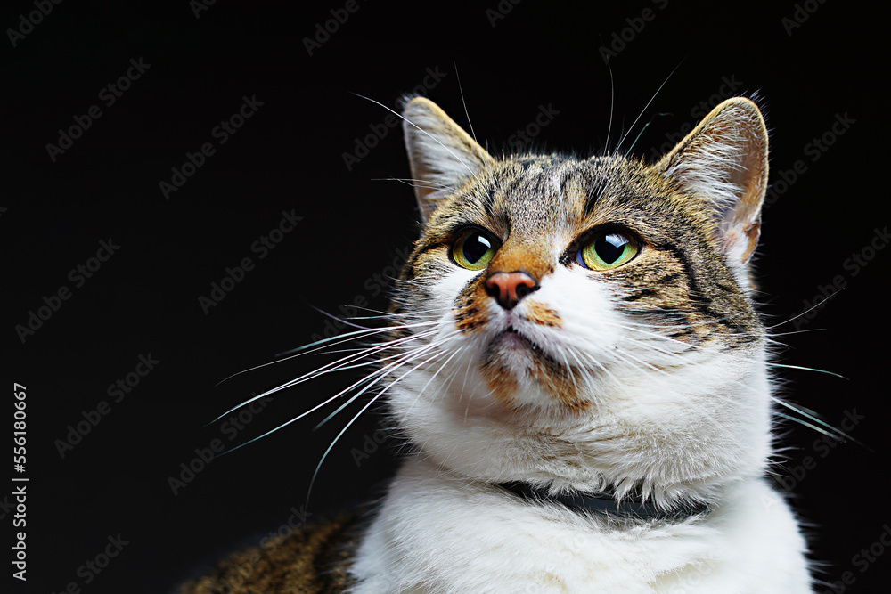 Obraz premium Close-up of curious wary domestic cat, mix of white, brown and black, with white chest, on black background. Animal portraits and animal expressions photography. Banner with copy space