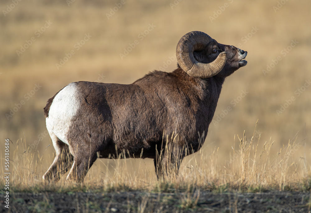 Obraz premium Big Horn Sheep