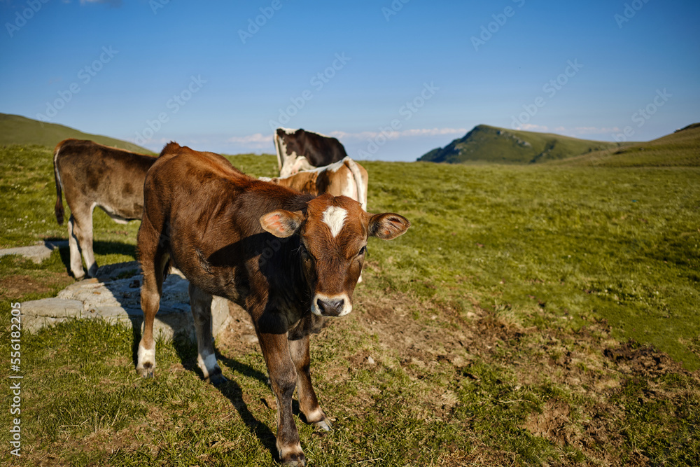 Brown and white cows in the mountains