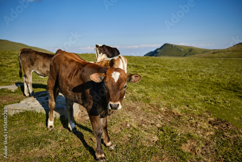 Brown and white cows in the mountains