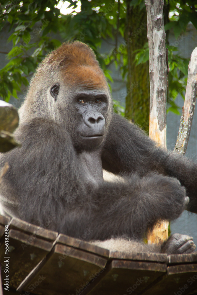 Silverback gorilla standing on a bridge in a zoo Silverback gorilla standing on a bridge in a zoo