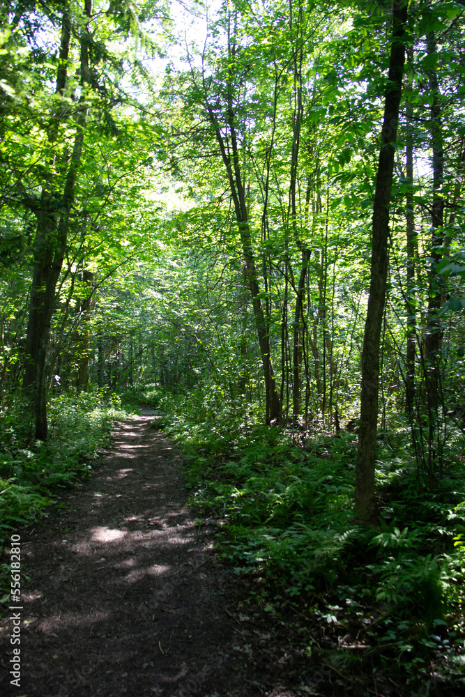 Footpath in the forest on summer Footpath in the forest on summer