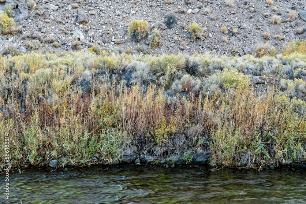 Sage grows along the banks of the Owens River near the Pleasant Valley Dam at Bishop, California, USA