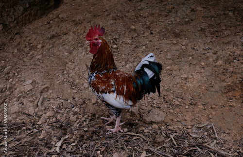 Beautiful rooster in Rural Area.portrait of a village rooster. typical country rooster. sharp portrait of a rooster