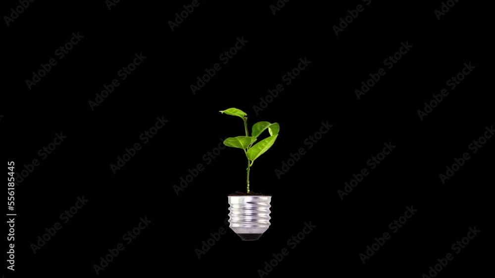 Animation video of growing green plant in black background Animation video of growing green plant in black background