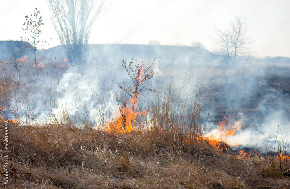 Dry grass burning on field during day close-up. Burning dry grass in field. Flame, fire, smoke, ash, dried grass. Smoking wild fire. Ecological disaster, environment, climate change, ecology pollution