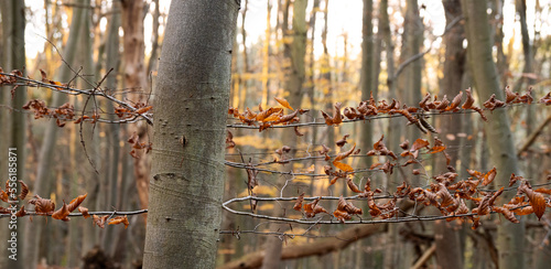 branches of a tree in autumn