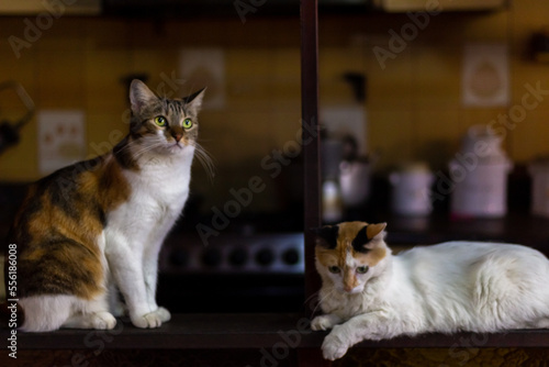 cats on the table © ric