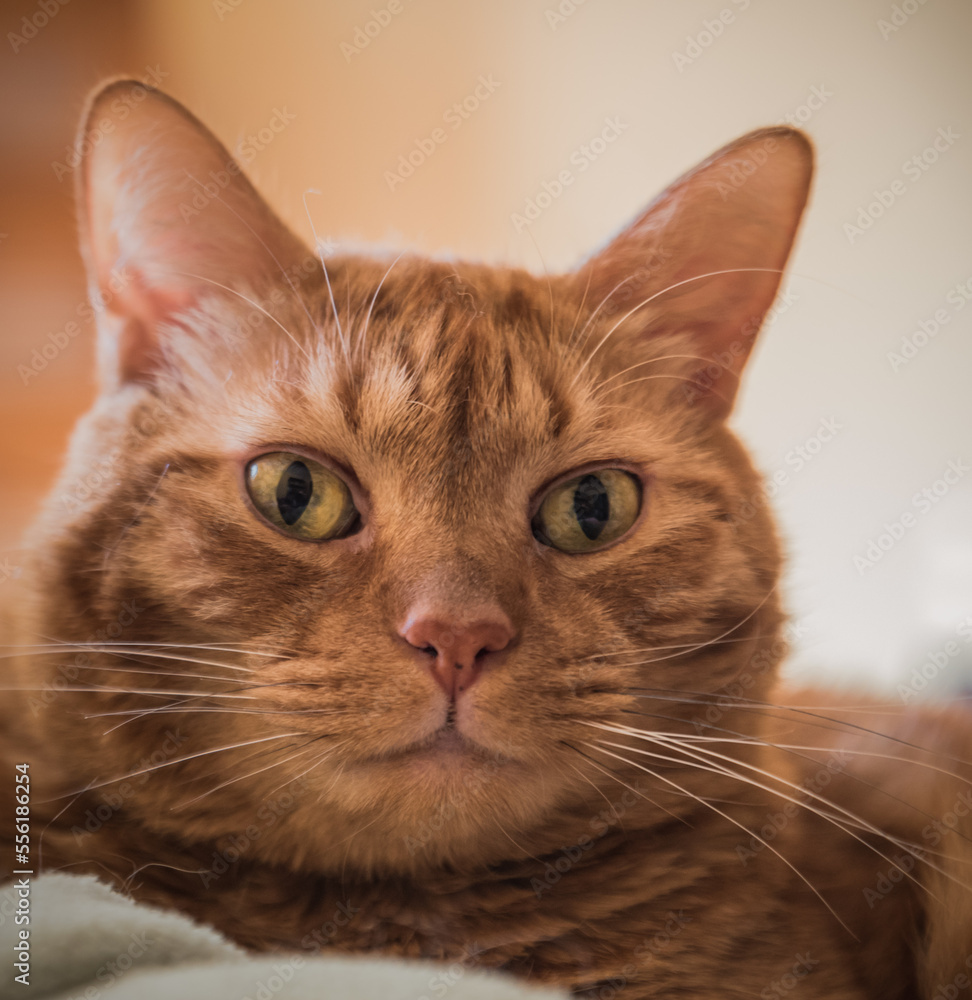Red tabby cat portrait with a direct glaze