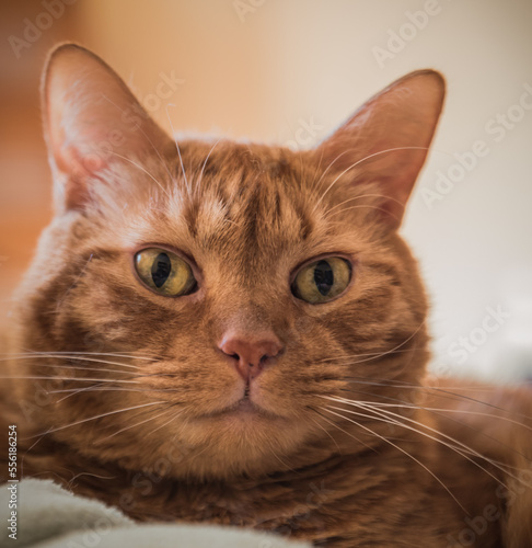 Fototapeta Naklejka Na Ścianę i Meble -  Red tabby cat portrait with a direct glaze