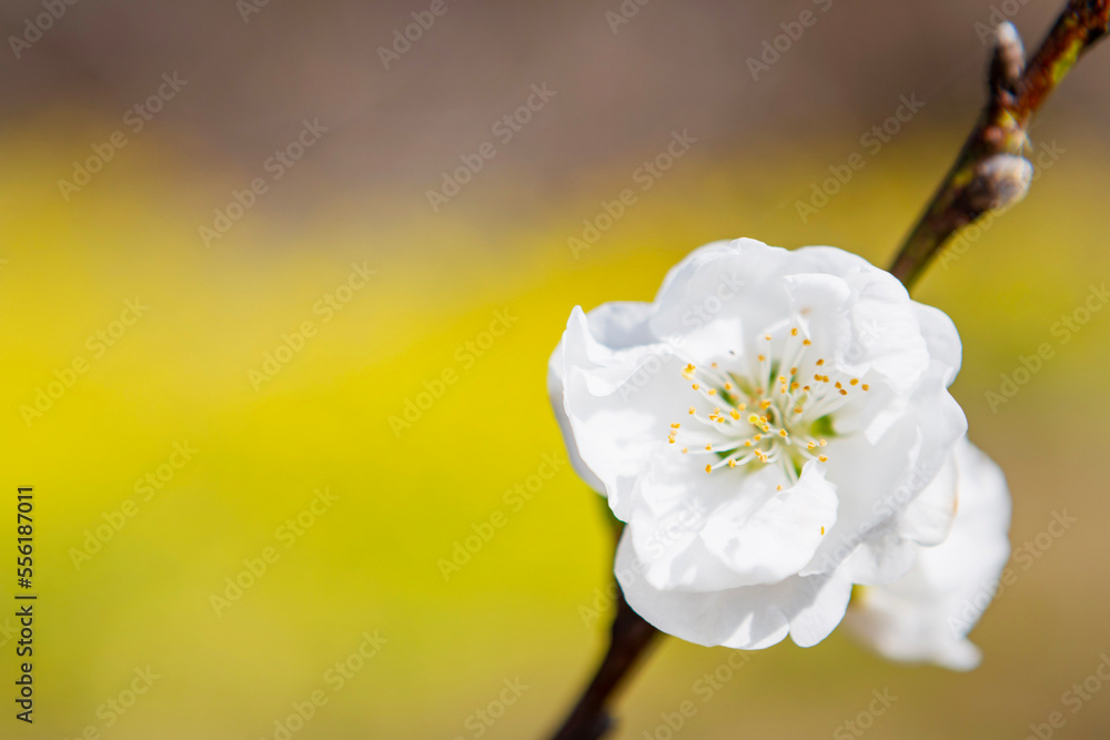 Obraz premium 白い桃の花 