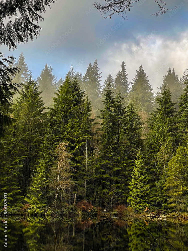 forest in the mountains forest in the mountains