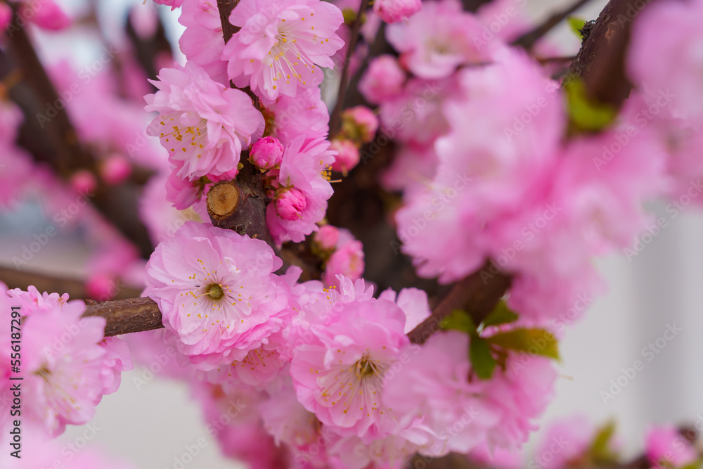 Fototapeta premium Blossoming sakura tree flower with selective focus on blurred background. Defocused backdrop copy space