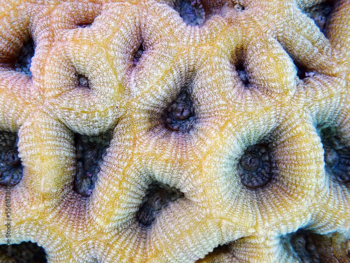Goniastrea LPS macro coral photography photo