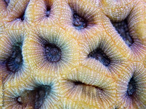 Goniastrea LPS macro coral photography photo