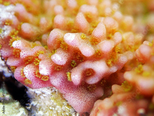 Montipora coral polyps photography