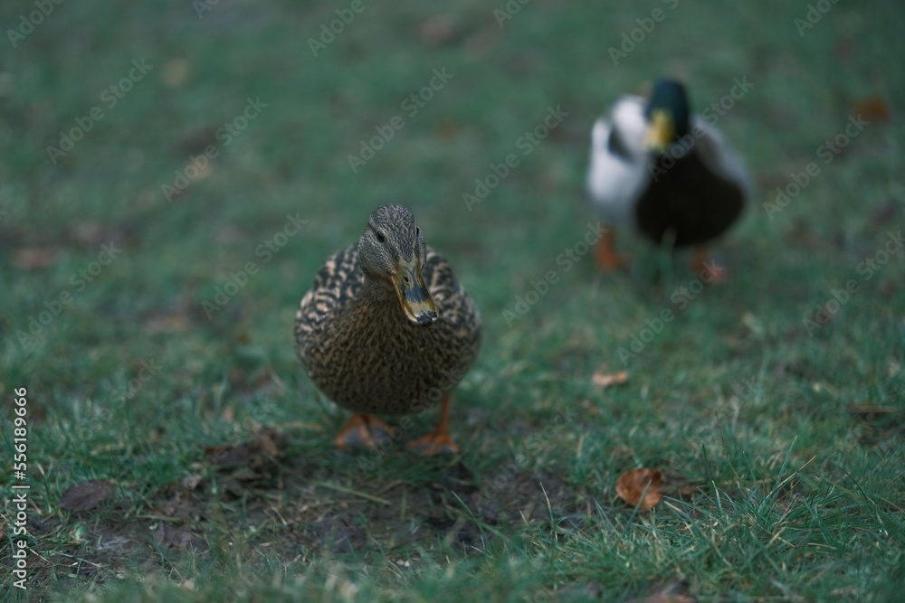 duck in the grass duck in the grass