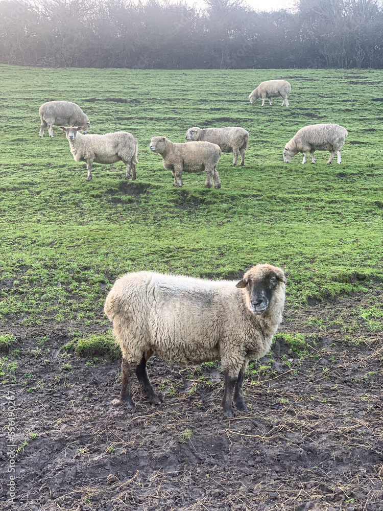 Fototapeta premium Sheep on the field. Sheep eating grass in a field landscape scene. Scenic view of trees in a green field with sheep grazing on grass.